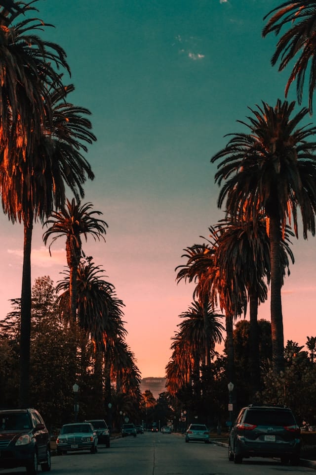 A street lined with tall palm trees at sunset, with parked cars on both sides and a clear sky overhead.